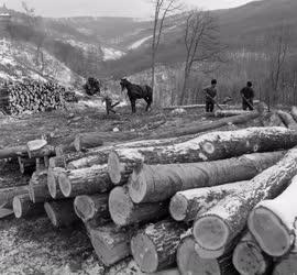 Erdőgazdálkodás - A Mátrai Állami Erdőgazdaság fakitermelése Mátraházánál