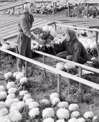Mezőgazdaság - Krizantém - Őszi virágnapok