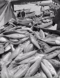 Mezőgazdaság - Chile - Valparaísoi halászok