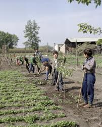 Mezőgazdaság - Az örkényi iskola és a Béke Mezőgazdasági Szakszövetkezet együttműködése