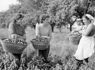 Mezőgazdaság - A gyálaréti Komszomol Termelőszövetkezet 