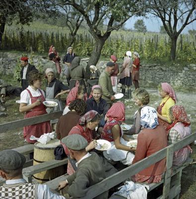 Mezőgazdaság - Badacsonyi szüret