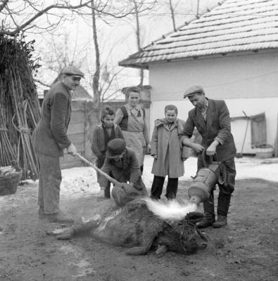 Mezőgazdaság - Disznóvágás egy szatymazi portán