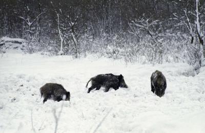 Tájkép - Állatvilág - Gemenci erdő