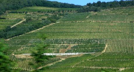 Szőlőtermesztés - Tokaj - A Tokaji Hétszőlő Szőlőbirtok 