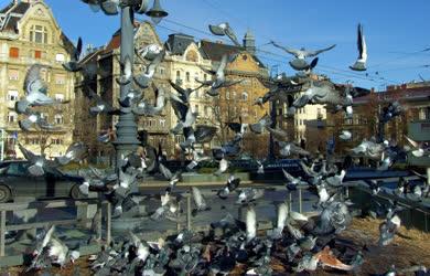 Városkép - Budapest - Galambok tömege a Fővám téren