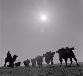 Életkép - Mongólia - Teve karaván