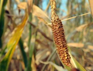 Mezőgazdaság - Debrecen  - Aszály sújtja a kukoricatermést
