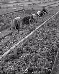 Mezőgazdaság - Szamócát hajtatnak a Petőfi Tsz-ben
