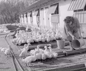 Mezőgazdaság - A Baromfiipari Mezőgazdasági Vállalat győri víziszárnyas-telepe