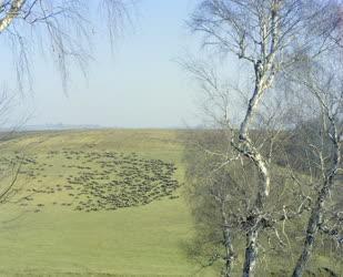Természet - Bakonyi táj juhokkal