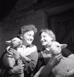 Mezőgazdaság - Nők bárányokkal