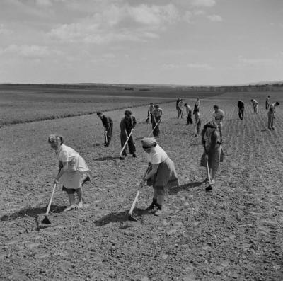 Mezőgazdaság - Gödöllői Agrártudományi Egyetem tangazdasága