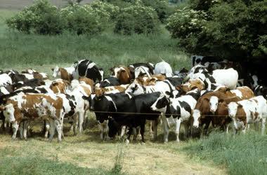 Mezőgazdaság - Állattenyésztés - Sáripuszta