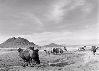 Tájkép - Mongólia - Tevecsorda a Góbi sivatagban