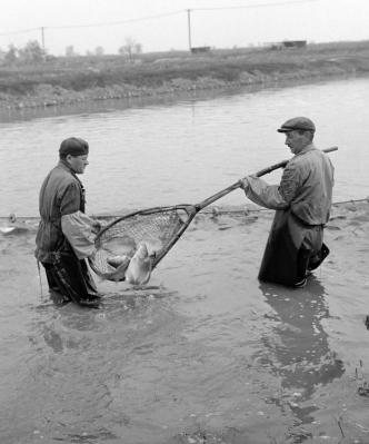 Mezőgazdaság - Őszi lehalászás a Szegedi Tógazdaságban