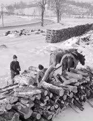 Természet - Időjárás - Tél a Bakonyban