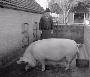 Mezőgazdaság - Kapospulai Ezüst Kalász Termelőszövetkezet