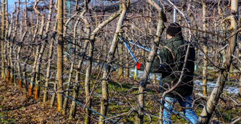 Mezőgazdaság - Metszik az almafákat Debrecen határában