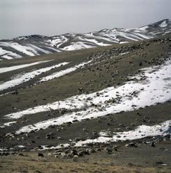 Életkép - Tájkép - Mongólia