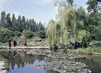 Természet - Margitszigeti Japánkert