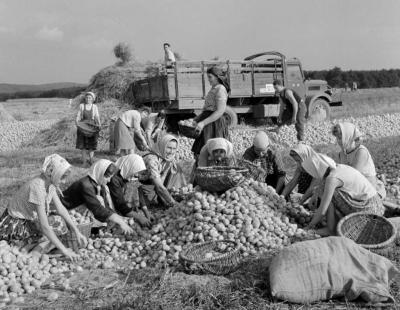 Mezőgazdaság - Burgonyatárolás a Mezőgazdasági Értékesítő Központ dejtári begyűjtőhelyén