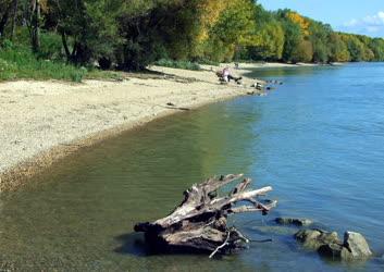 Természet - Budapest - Ősz a nagytétényi Duna-parton