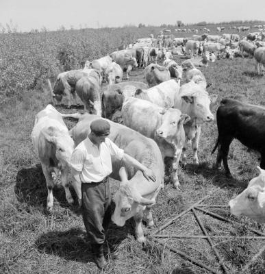 Mezőgazdaság - Lajtahansági Állami Gazdaság