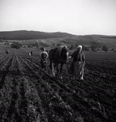 Mezőgazdaság - Tavaszi mezőgazdasági munka