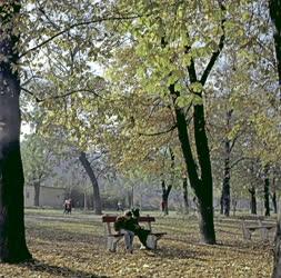 Életkép - Parkban olvasó fiúk