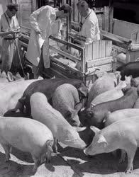 Mezőgazdaság - Állatorvosi vizsgálat egy állattenyésztő telepen