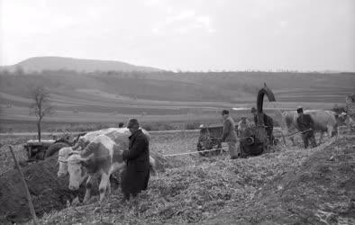 Mezőgazdaság - A szurdokpüspöki Béke Termelőszövetkezet