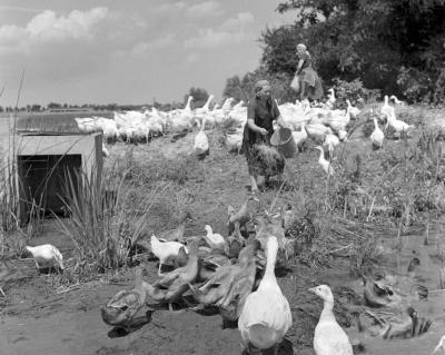 Mezőgazdaság - Állattenyésztés - Hibridkacsák a Béke Termelőszövetkezetben