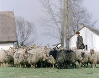 Mezőgazdaság - Állattenyésztés - Rackanyáj