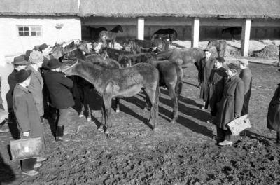 Mezőgazdaság - A Herceghalmi Kísérleti Gazdaság csikótelepe