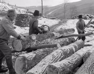 Erdőgazdálkodás - Mátrai Állami Erdőgazdaság fakitermelése Mátraházánál