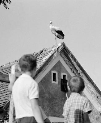 Érdekesség - Állatvilág - Az inkei befogadott Bábi nevű gólya