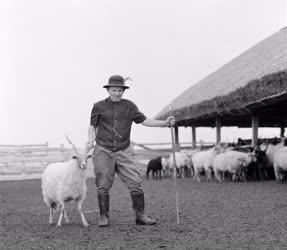 Mezőgazdaság - Állattenyésztés - Racka nyájak