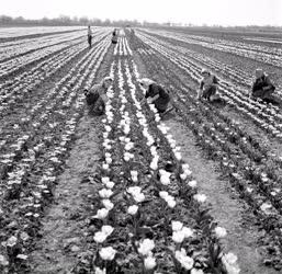Mezőgazdaság - Nyílnak a tulipánok a szegedi Új Élet termelőszövetkezetben
