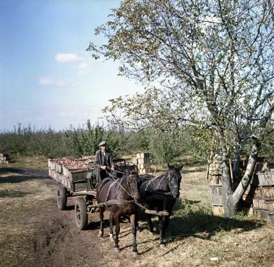 Mezőgazdaság - Almaszüret a Micsurin Tsz-ben