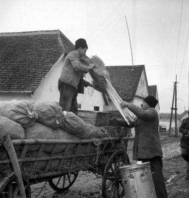 Mezőgazdaság - A dunaszekcsői földműves-szövetkezet