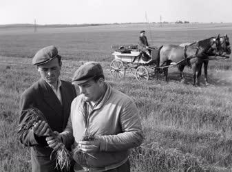 Mezőgazdaság - Növénytermesztés - Jól fejlődik a szovjet búza