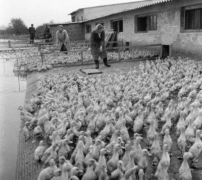 Mezőgazdaság - Kísérleti kacsa és haltenyésztés Szarvason