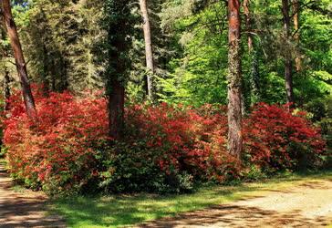 Természet - Kám - Jeli arborétum