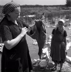 Mezőgazdaság - Állattenyésztés - Hibridkacsák a Béke Termelőszövetkezetben