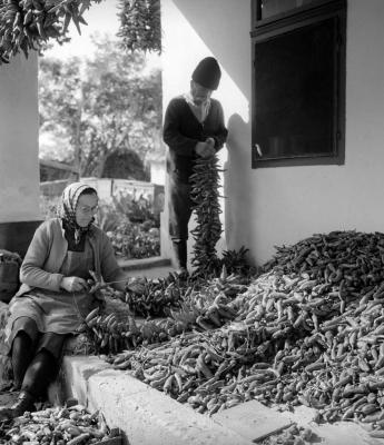 Mezőgazdaság - Kalocsai fűszerpaprika