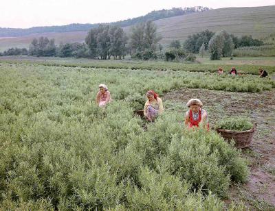 Mezőgazdaság - Vágják a tárkonyt