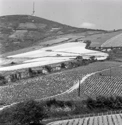 Tokaj