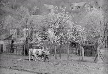 Mezőgazdasági munka - Tavaszi szántás a Dunakanyarban