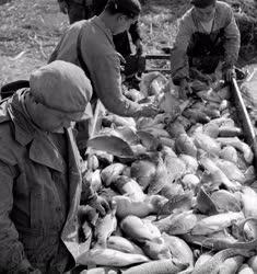 Mezőgazdaság - Őszi halászat az Ohati Állami Gazdaságban